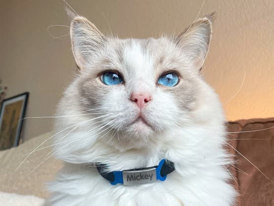 Targhetta personalizzata per cani e gatti