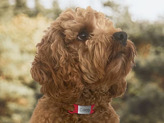 Targhetta personalizzata per cani e gatti