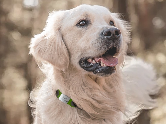 Targhetta personalizzata per cani e gatti
