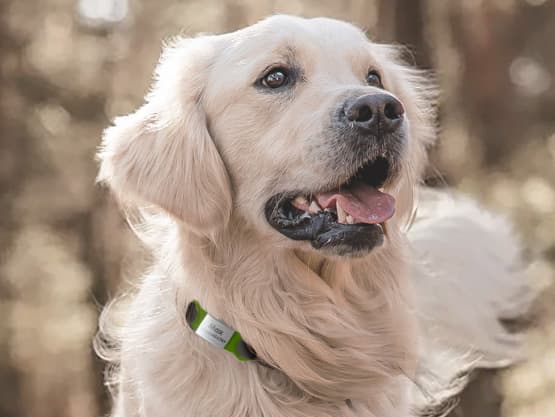 Targhetta personalizzata per cani e gatti