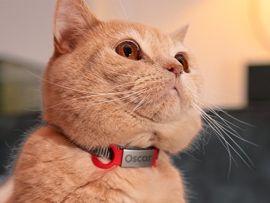 Targhetta personalizzata per cani e gatti
