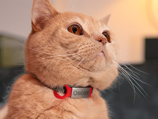 Targhetta personalizzata per cani e gatti